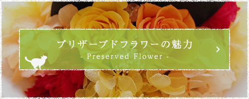 プリザーブドフラワーの魅力 - Preserved Flower -